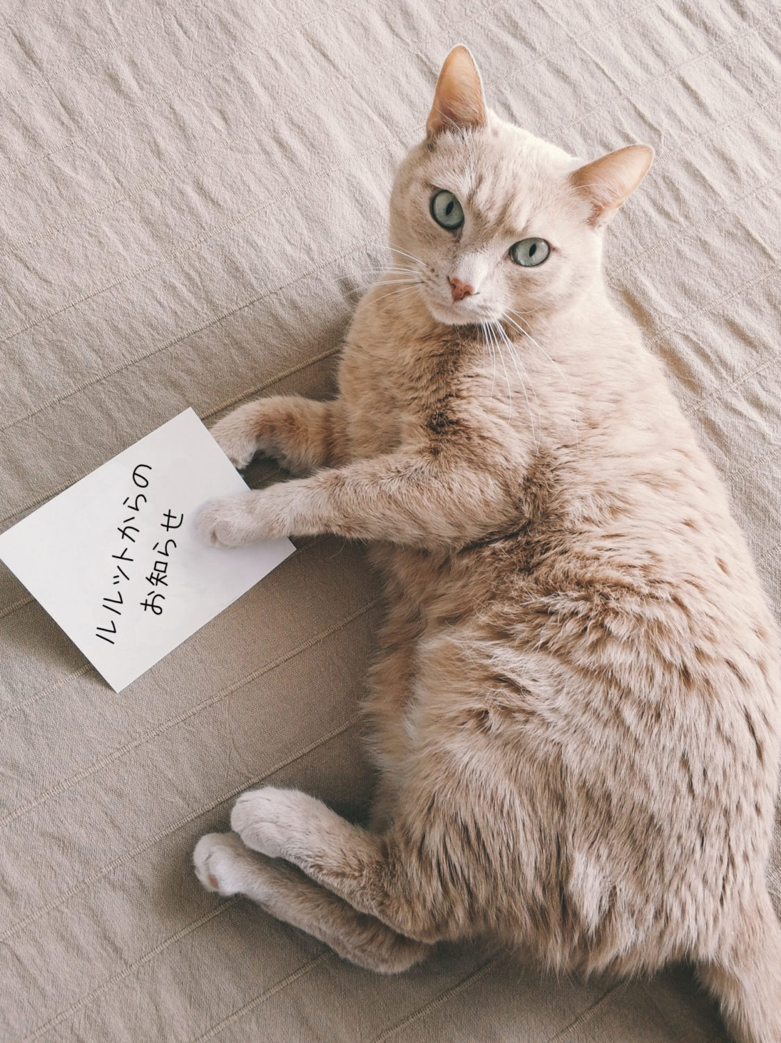 お知らせを持つ猫の画像｜パティスリールルット